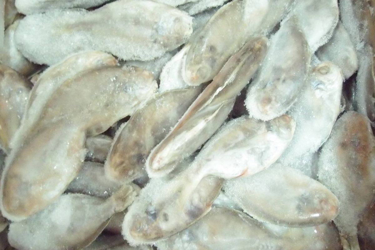 肉魚5/6-陸 - 圖片 3