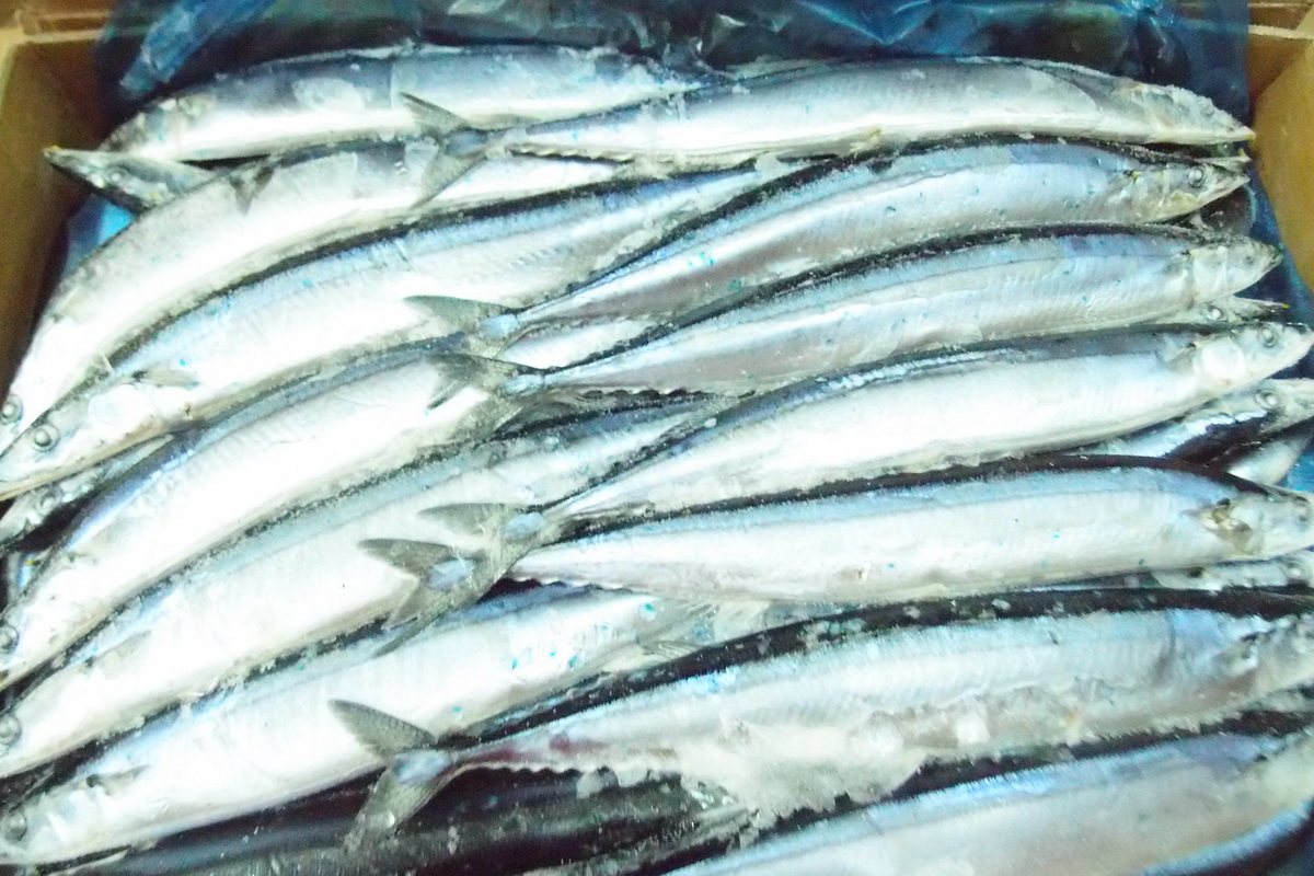 秋刀魚-1號 - 圖片 2