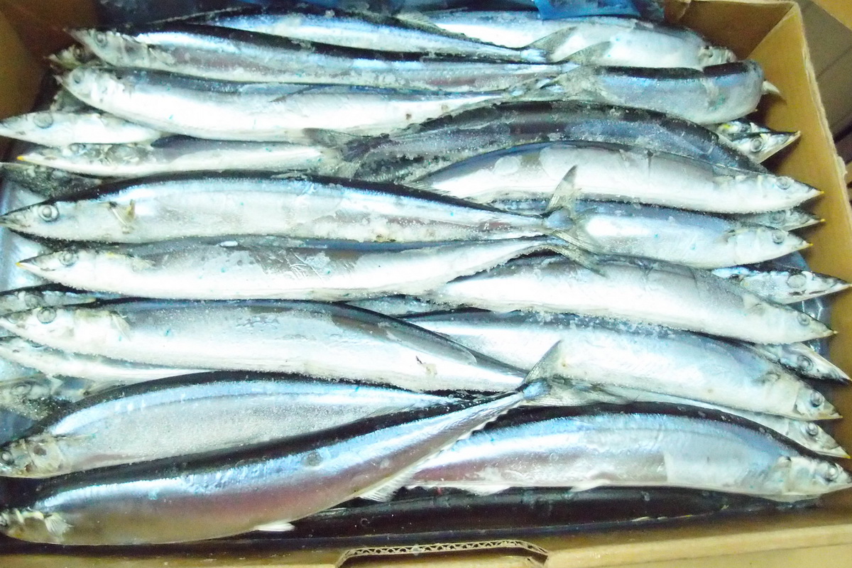 秋刀魚-1號 - 圖片 1