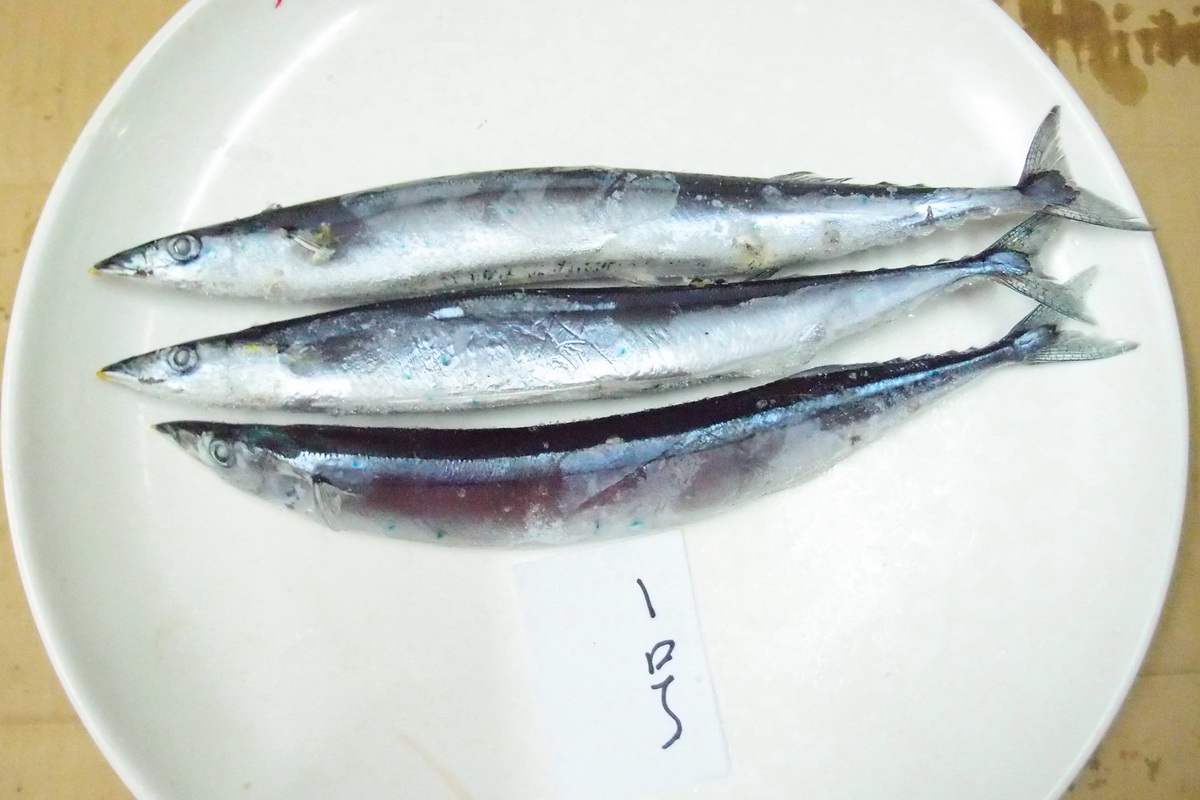 秋刀魚-1號 - 圖片 2