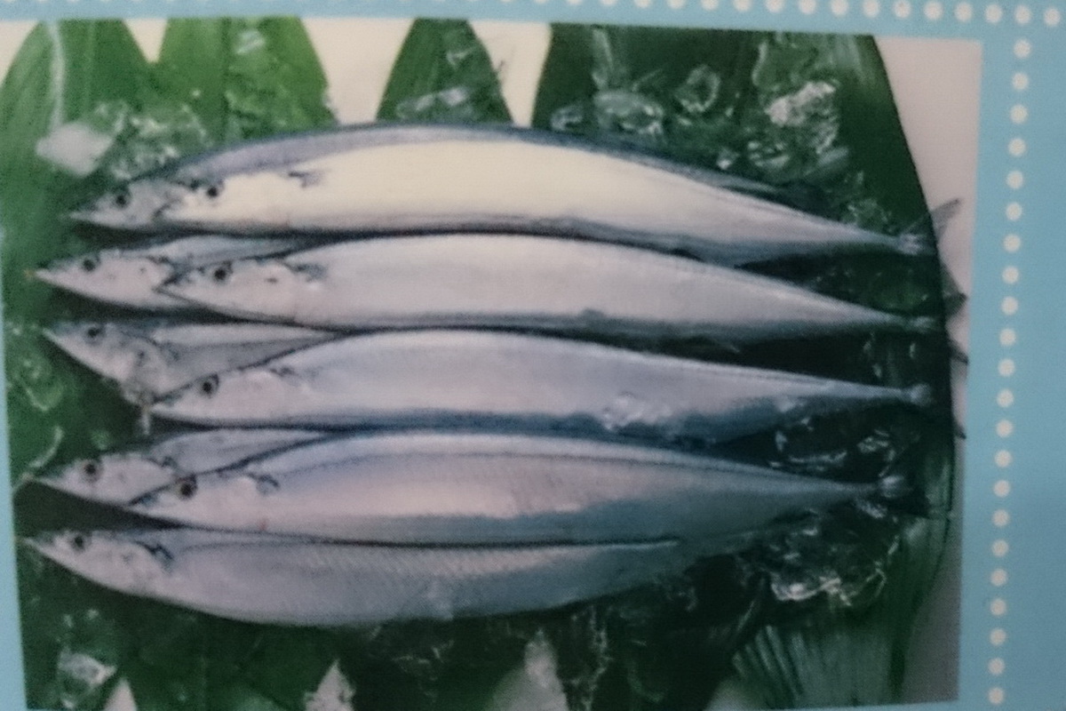 秋刀魚-1號 - 圖片 3