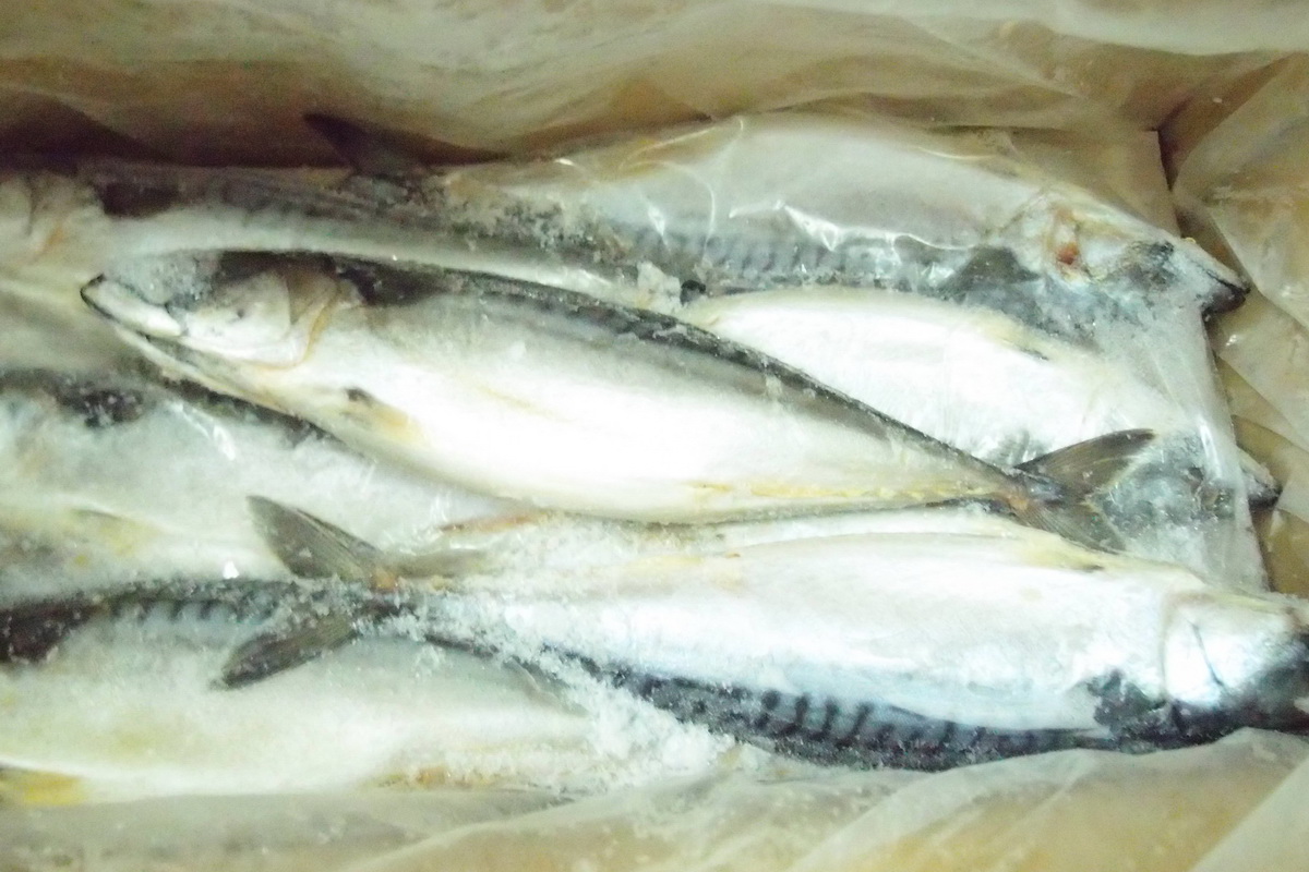 鹽魚-綠-磅秤 - 圖片 5