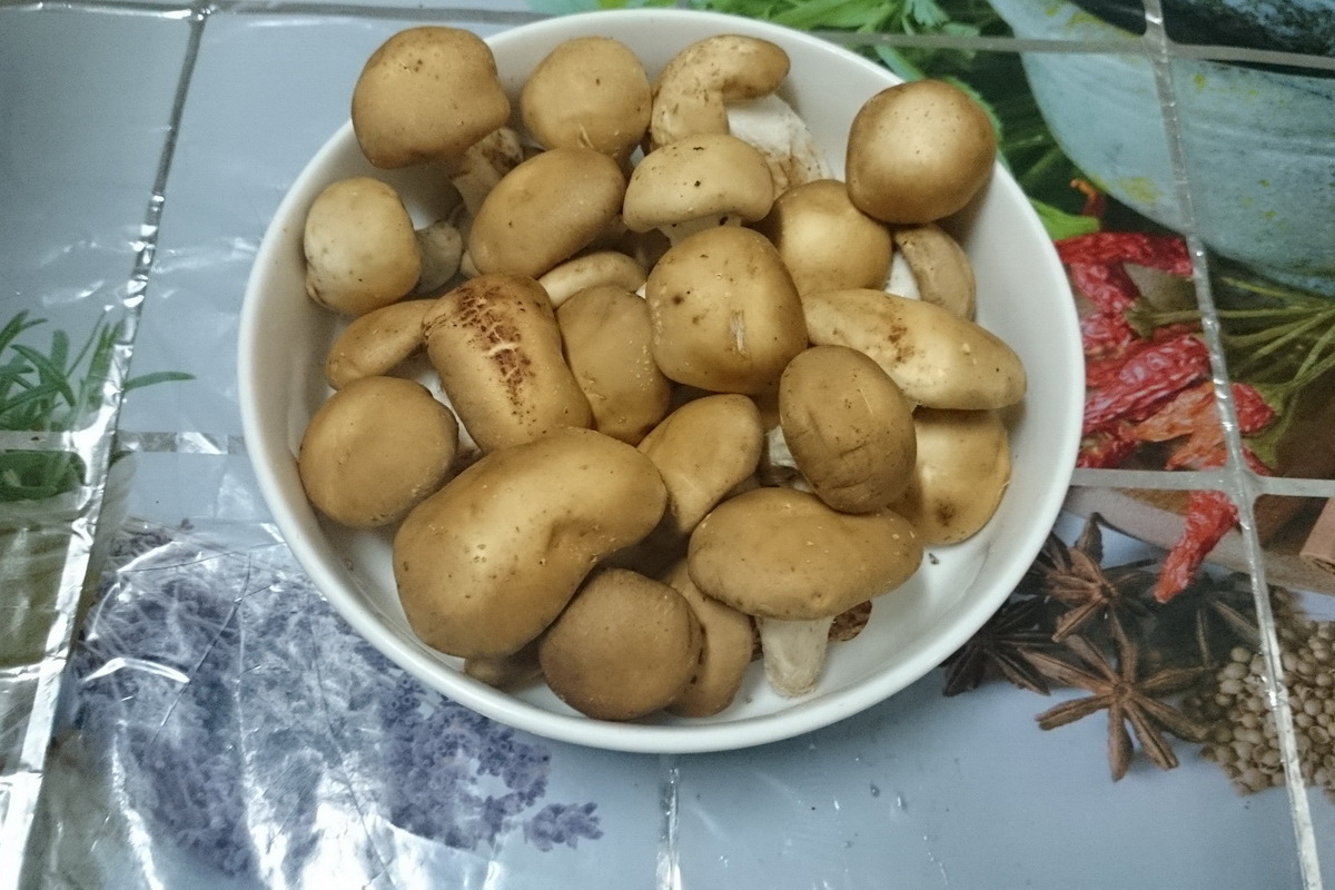 生香菇(小小) - 圖片 2