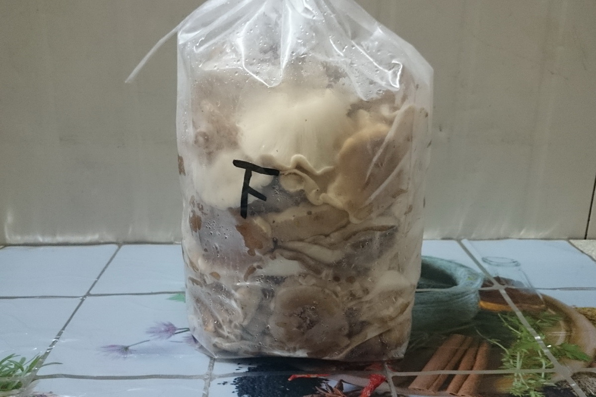 生香菇(下)B - 圖片 1