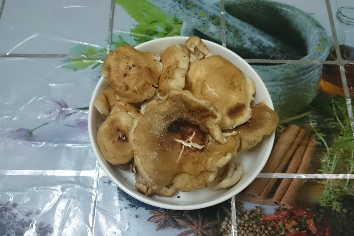生香菇(下)B - 圖片 2